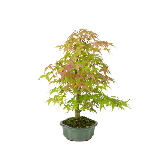 Acer palmatum Deshojo cream rectangular pot 21cm, height ~52cm