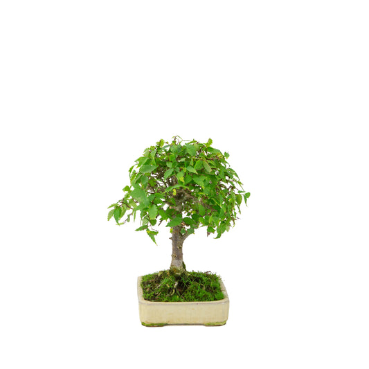 Zelkova serrata cream rectangular pot 18cm, height ~26cm