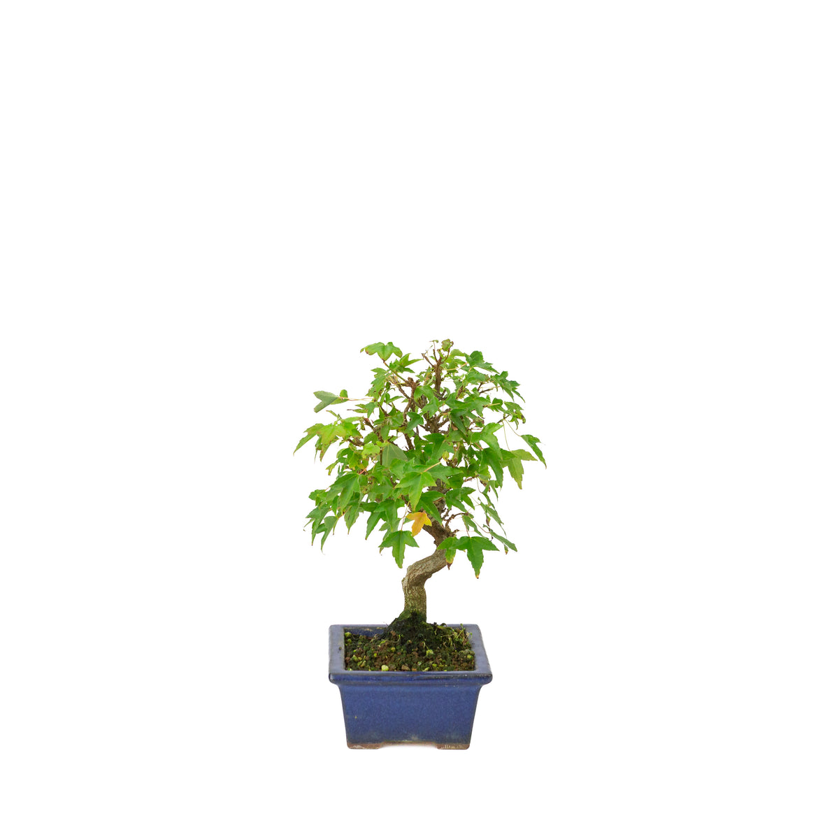 Acer buergerianum blue rectangular pot 13cm, height ~24cm