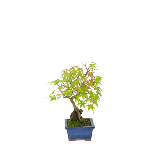 Acer palmatum roots over rock blue pot 13cm, height ~26cm