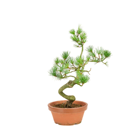 Pinus parviflora terracotta pot 19cm, height ~42cm
