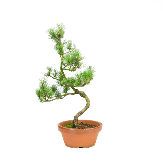 Pinus parviflora terracotta pot 19cm, height ~42cm