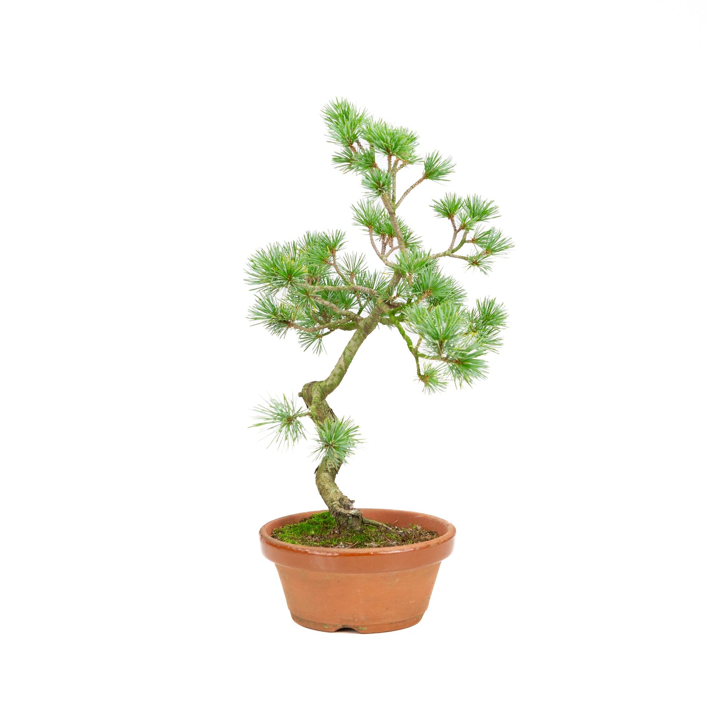 Pinus parviflora terracotta pot 19cm, height ~42cm