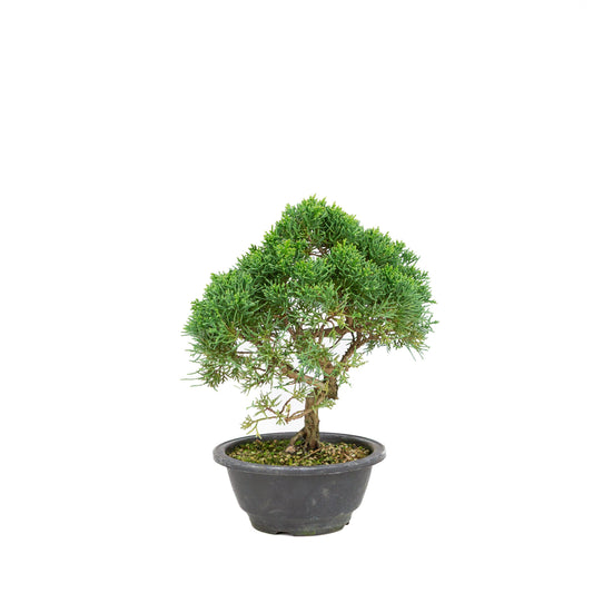 Juniperus chinensis green rectangular pot 13cm, height ~35cm