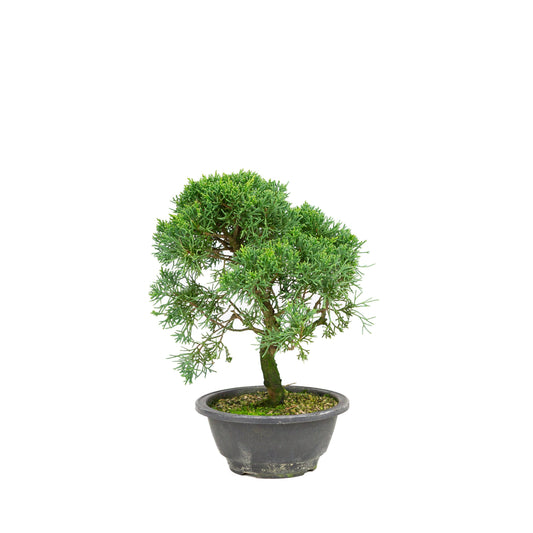 Juniperus chinensis green rectangular pot 13cm, height ~35cm