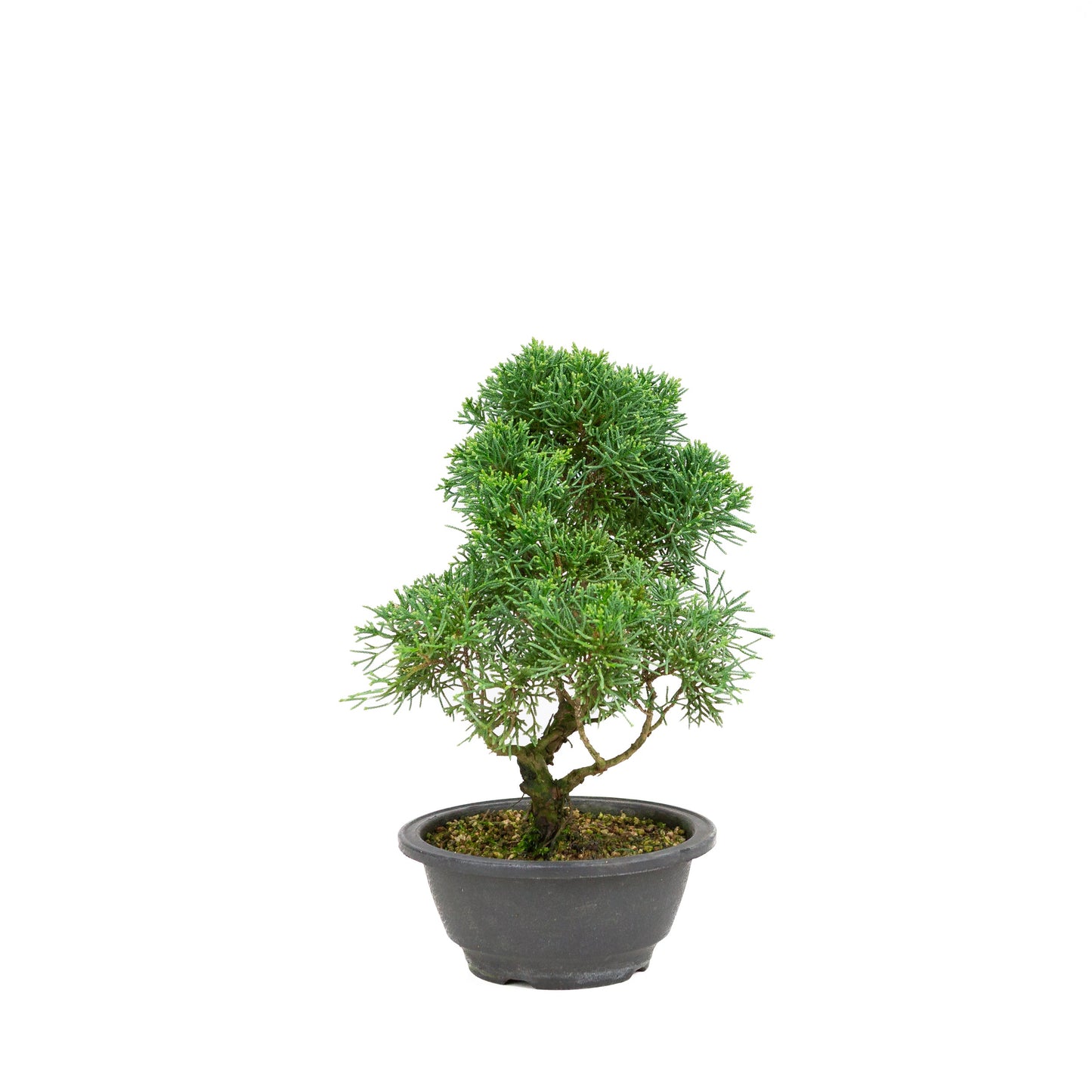 Juniperus chinensis green rectangular pot 13cm, height ~35cm