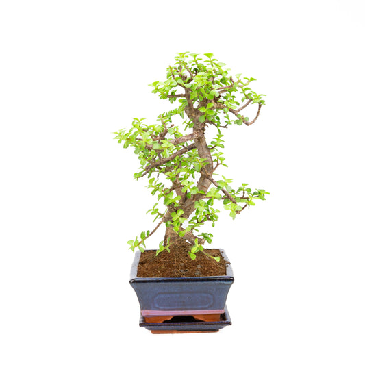 Portulacaria afra Bonsai, pot 25cm, height ~40cm