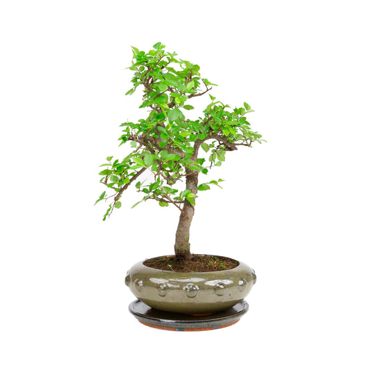 Zelkova Bonsai in green oval pot 29cm, height ~40cm