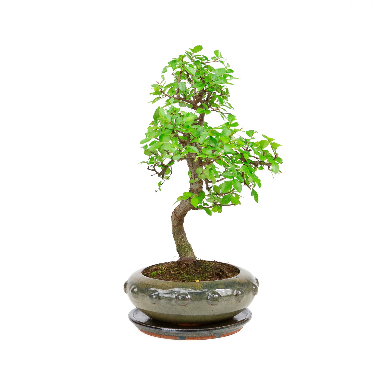 Zelkova Bonsai in green oval pot 29cm, height ~40cm
