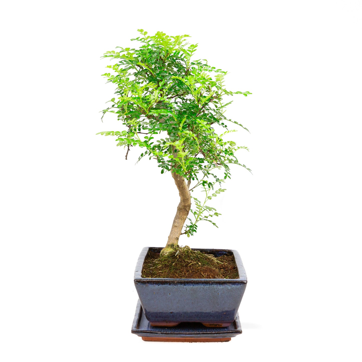 Zanthoxylum piperetium Bonsai in blue pot 28 cm, height ~46 cm