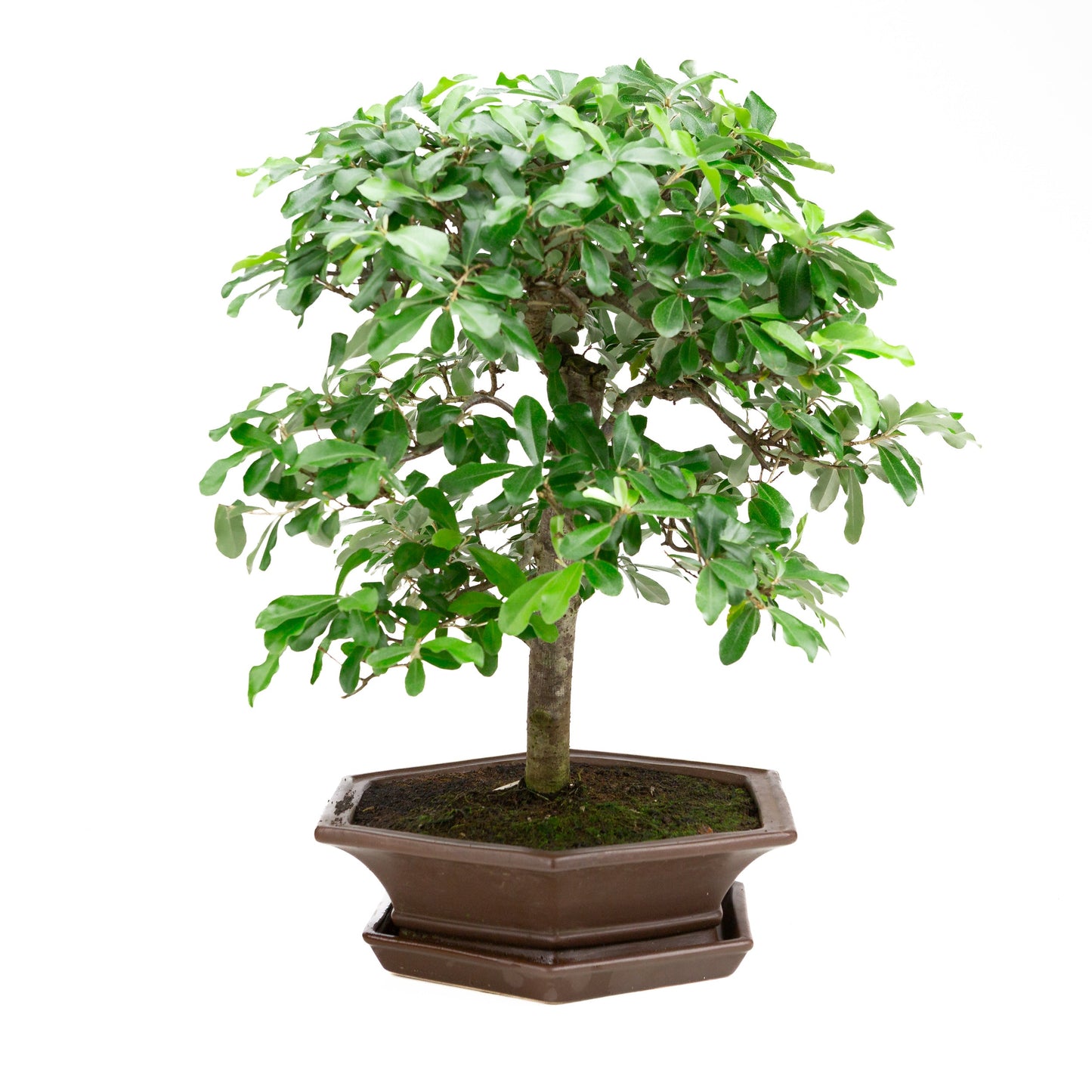 Elaeagnus brown pot 33cm, height ~ 52cm