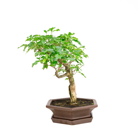 Bougainvillea glabra Bonsai in brown pot 28cm, height ~41cm