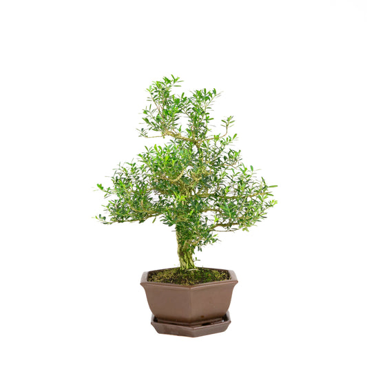 Buxus harlandii Bonsai in blue pot 21cm, height ~36cm (Copy)