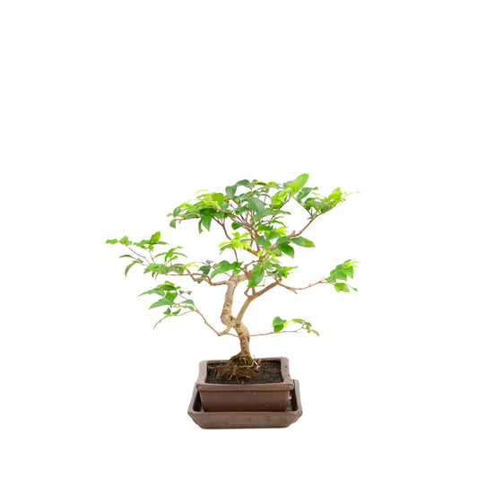 Syzigium Bonsai in brown pot 16cm, height 28cm