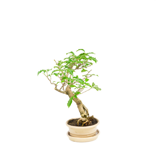 Bougainvillea glabra Bonsai in cream pot 14cm, height ~24cm