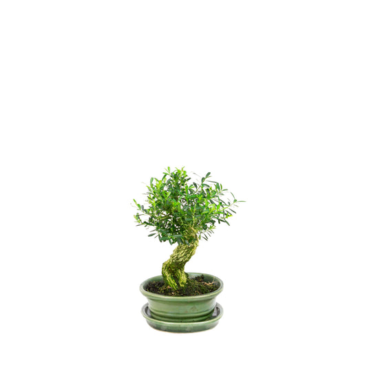 Buxus harlandii Bonsai in green pot 26cm, height ~46cm