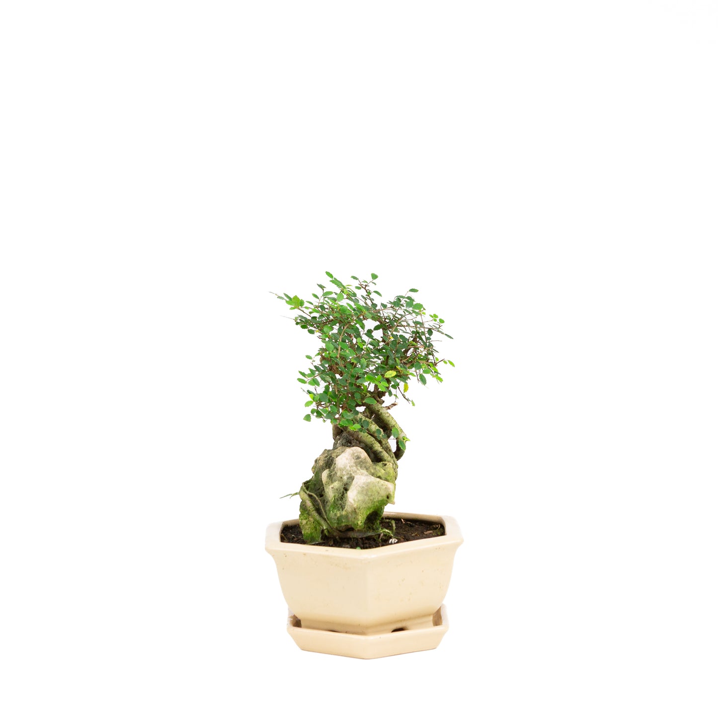 Zelkova Bonsai with stone in cream pot 22cm, height ~36cm