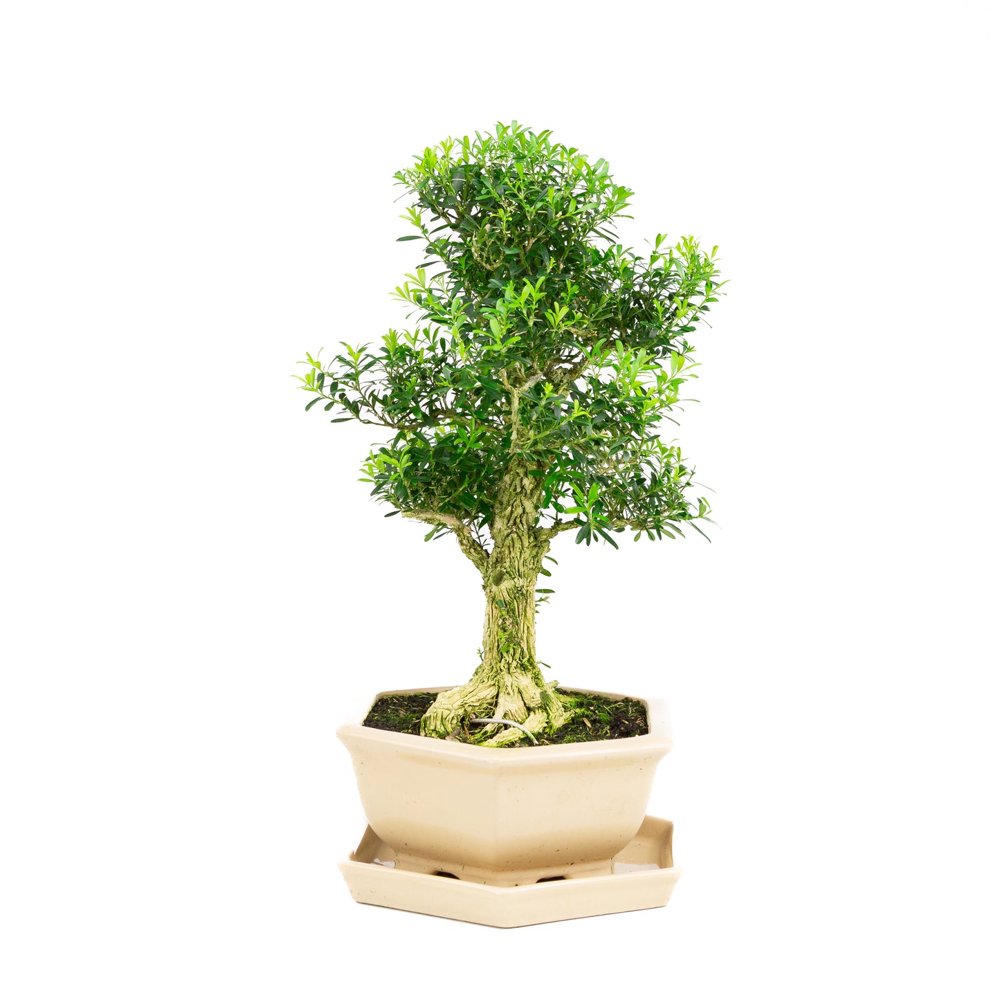Buxus harlandii Bonsai in blue pot 21cm, height ~36cm (Copy)