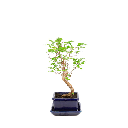 Syzigium Bonsai in blue pot 15cm, height ~33cm