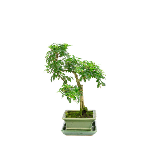 Ligustrum ovalifolium Bonsai in green pot 16cm, height ~32cm