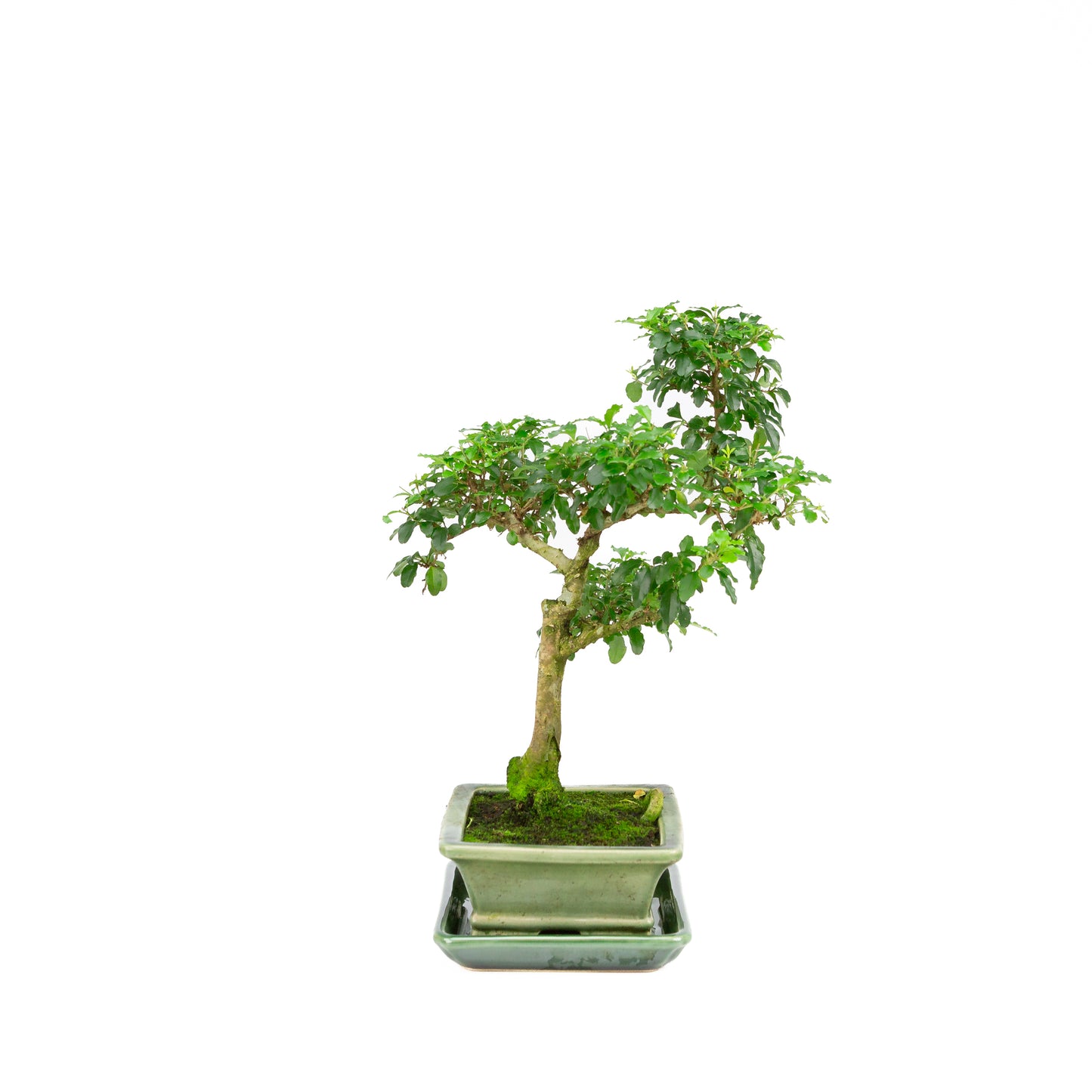 Ligustrum ovalifolium Bonsai in green pot 16cm, height ~32cm