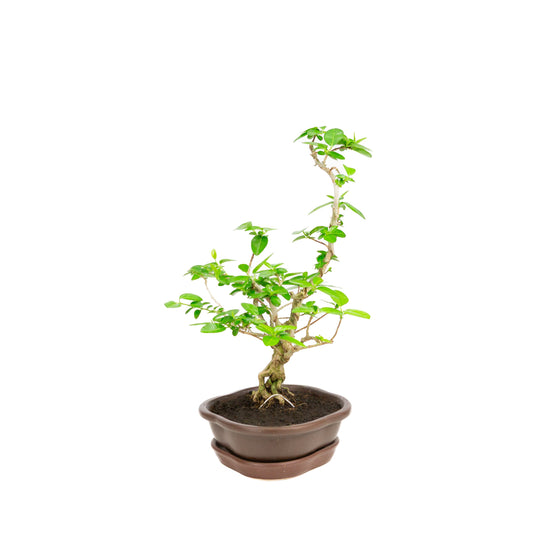 Premna Bonsai in brown pot 17cm, height ~22cm