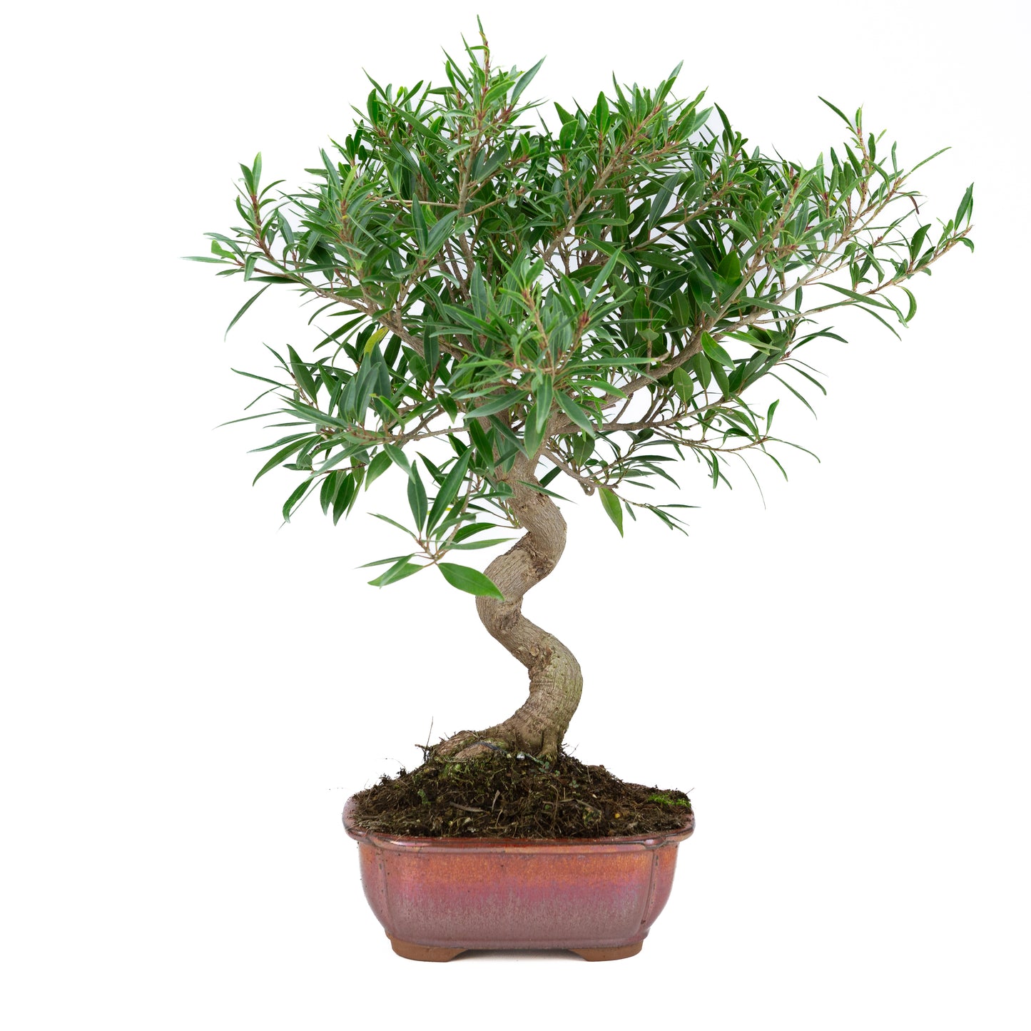 Ficus nerifolia (willow-leaf fig), height ~52cm