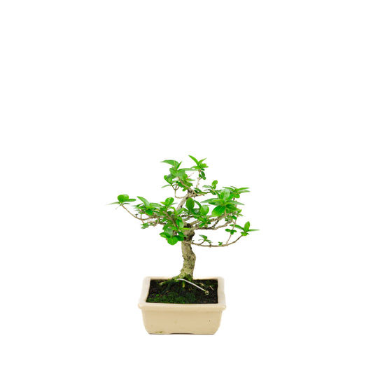 Premna microphylla (musk maple), height ~21cm