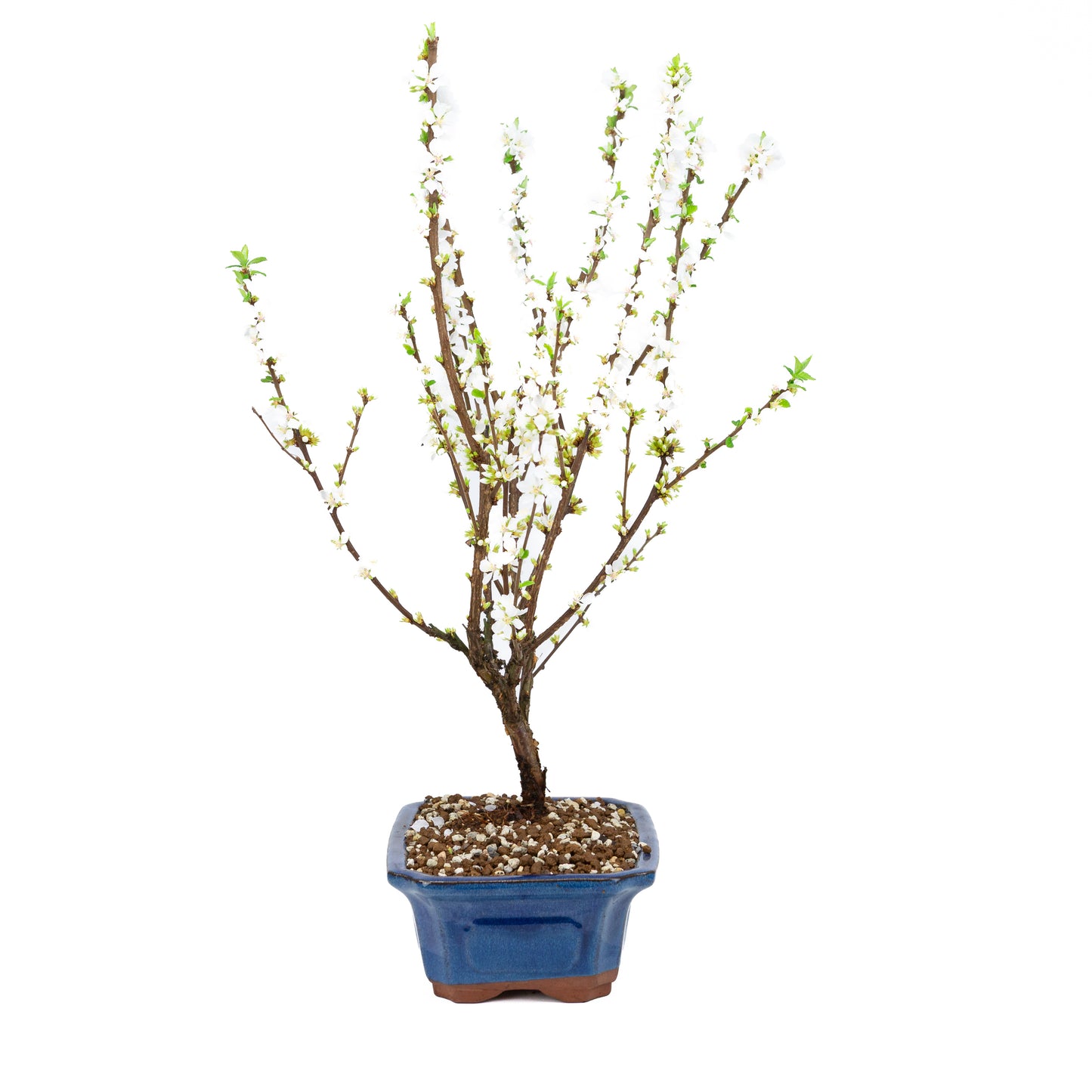 Prunus tomentosa (Nanking Cherry), height ~53cm