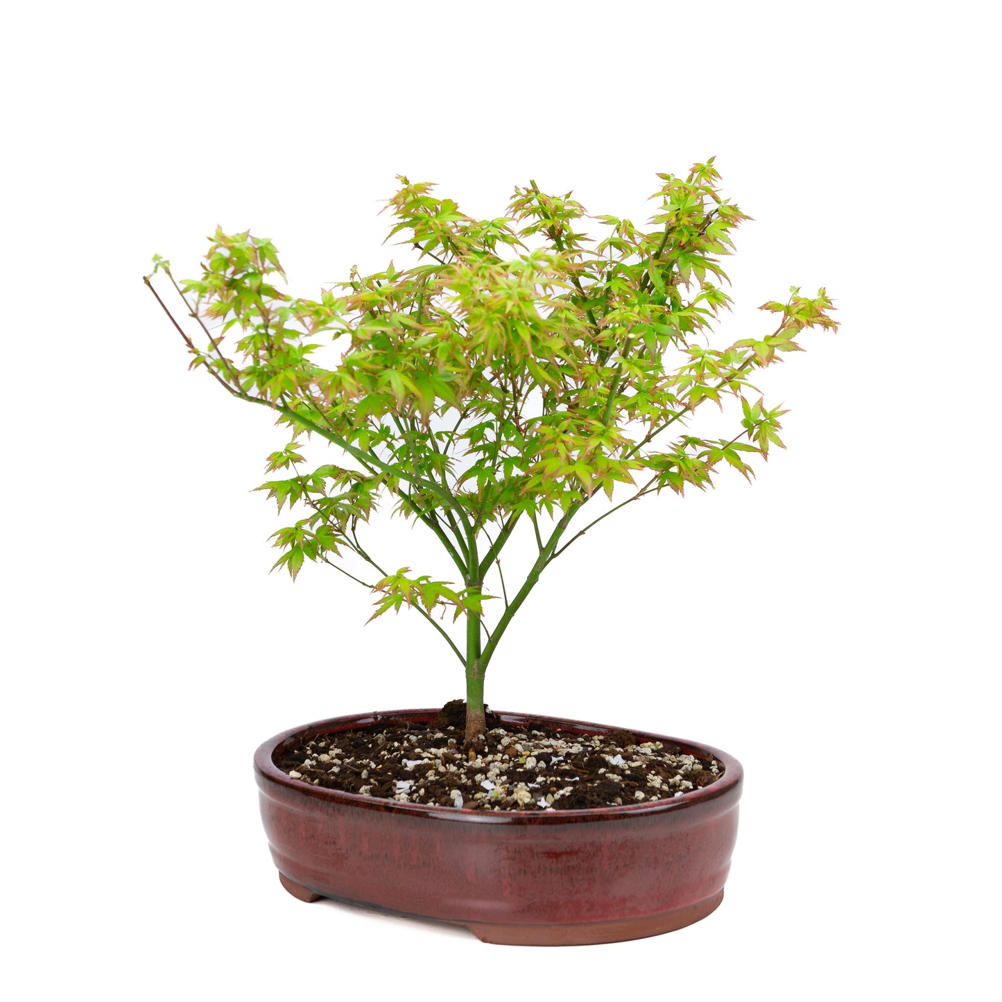 Acer palmatum 'Little Princess' (Japanese maple), height ~43cm