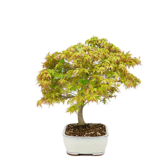 Acer palmatum 'Kiyohime' (Japanese maple), height ~37cm