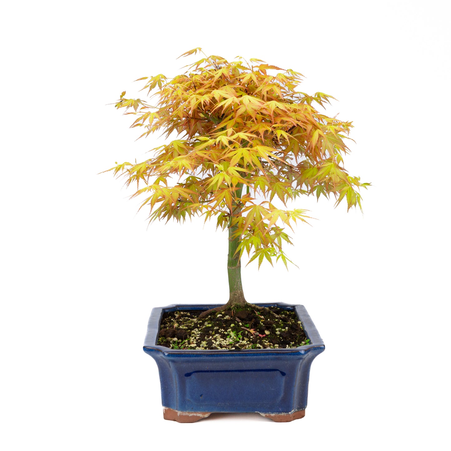 Acer palmatum 'Katsura' (Japanese maple), height ~46cm