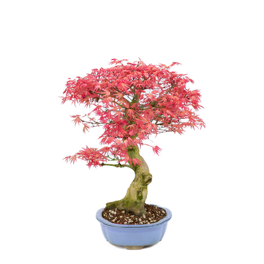 Acer palmatum 'Benichidori' (Japanese maple), height ~38cm