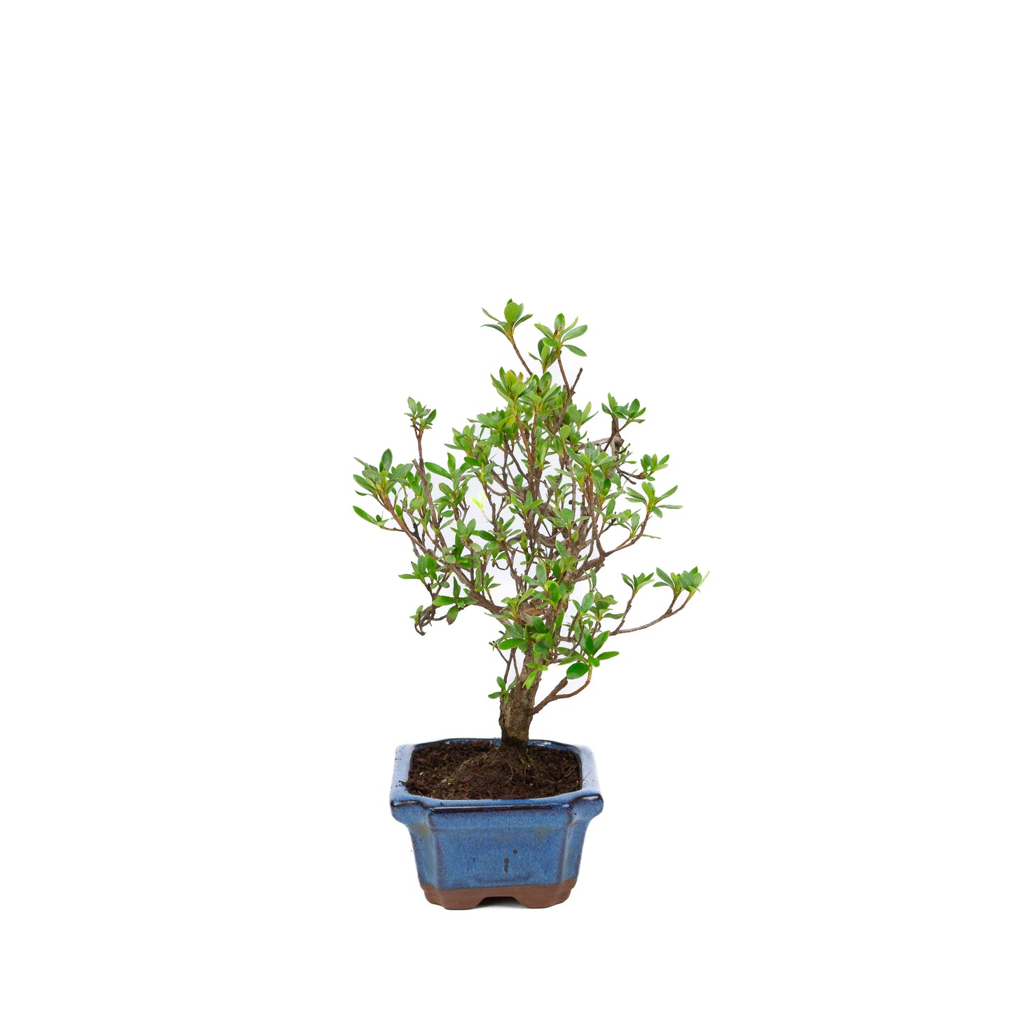 Rhododendron blue rectangular pot 15cm, height ~30cm