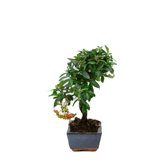 Pyracantha angustifolia blue rectangular pot 15cm, height ~30cm