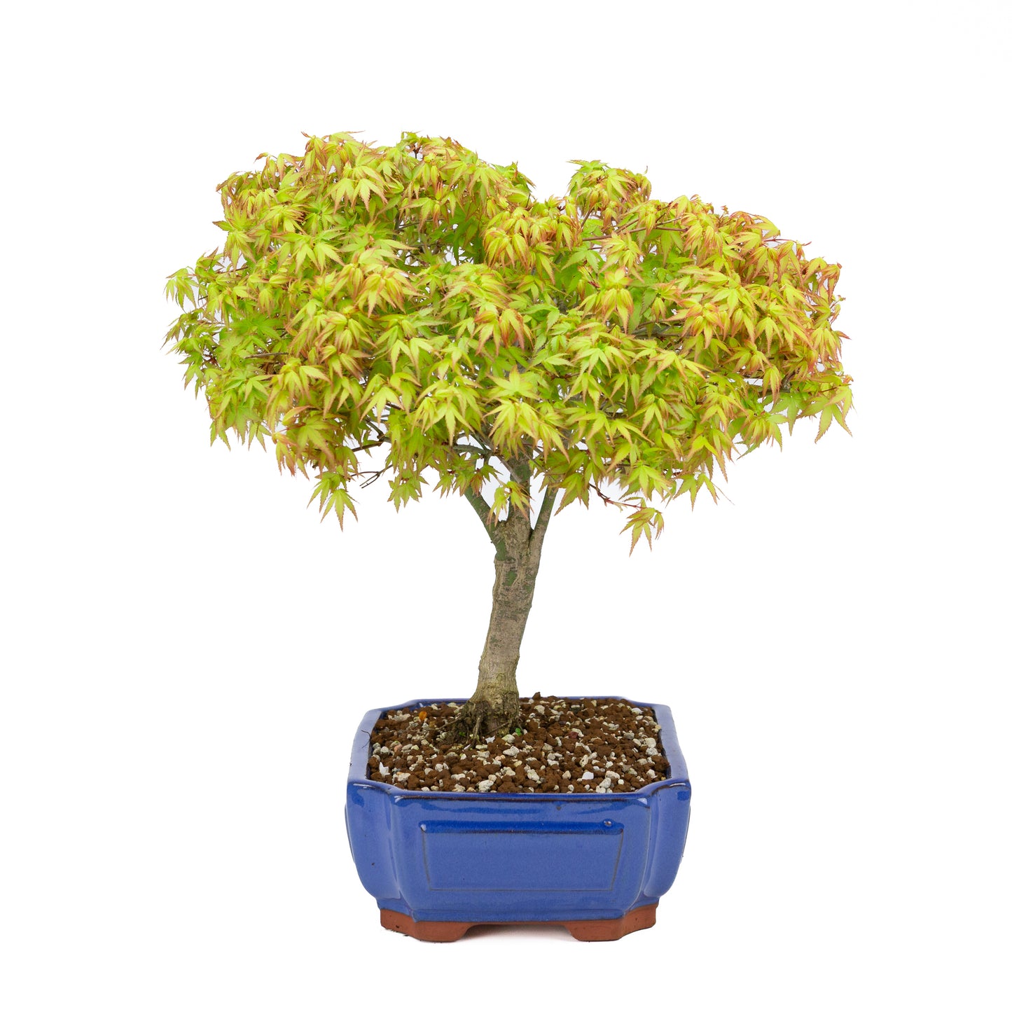 Acer palmatum 'Kiyohime' (Japanese maple), height ~45cm