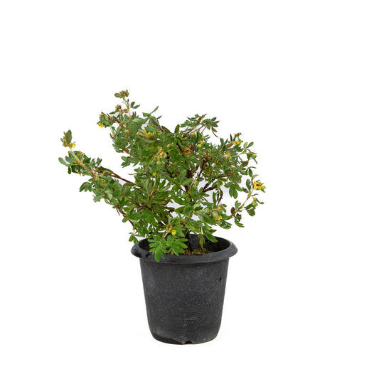 Potentilla fruticosa plastic pot 12cm, height ~26cm