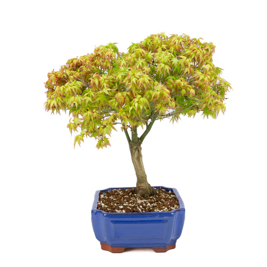 Acer palmatum 'Kiyohime' (Japanese maple), height ~45cm