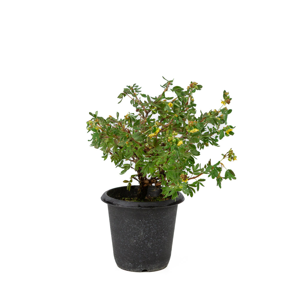 Potentilla fruticosa plastic pot 12cm, height ~26cm