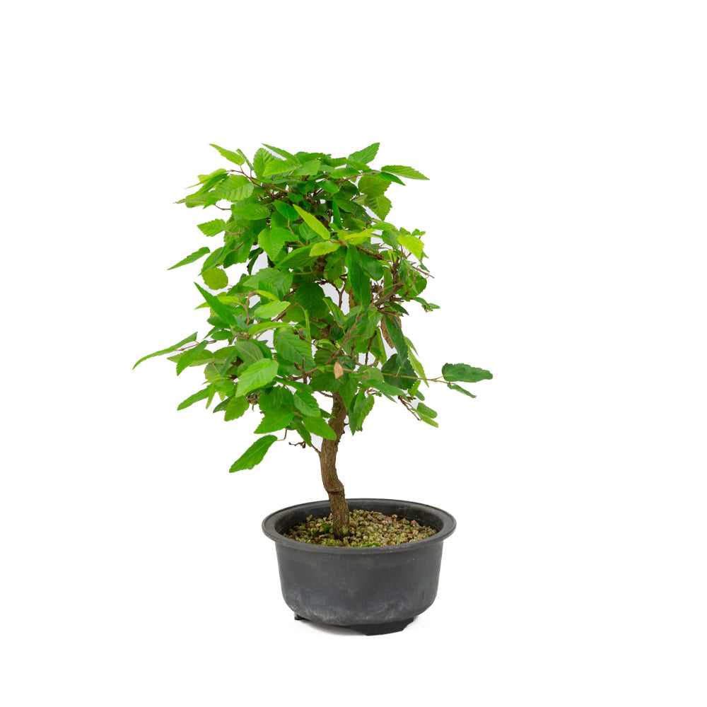 Carpinus coreana plastic pot 12cm, height ~30cm