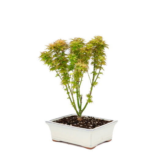 Acer palmatum 'Kotohime' (Japanese maple), height ~38cm