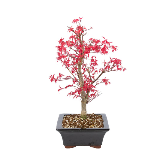Acer palmatum 'Deshojo' (Japanese maple), height ~42cm