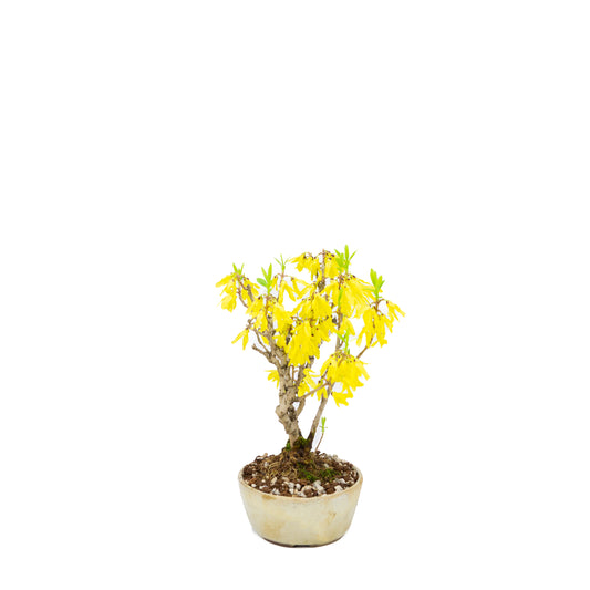 Forsythia (Golden Bell), height ~26cm