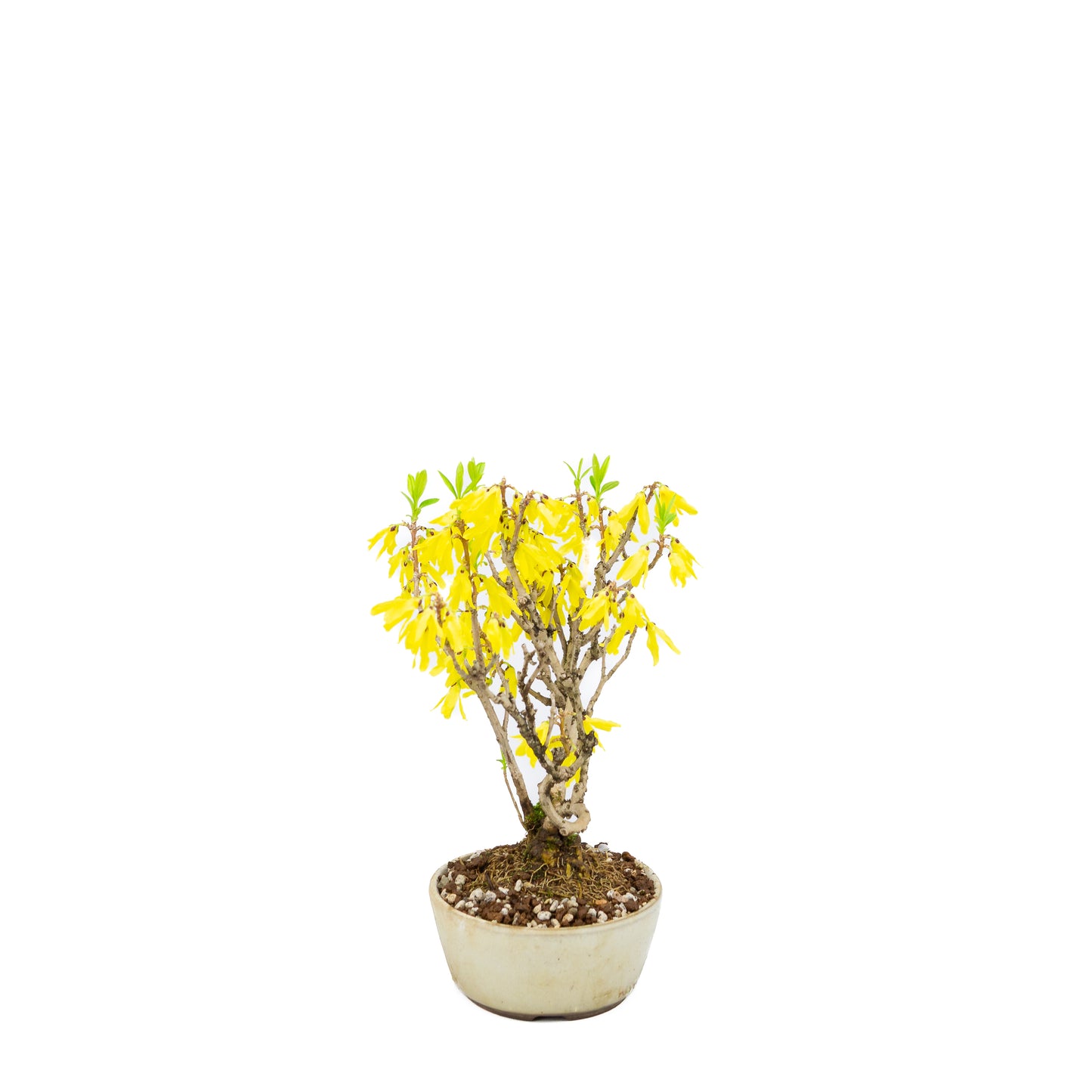 Forsythia (Golden Bell), height ~26cm