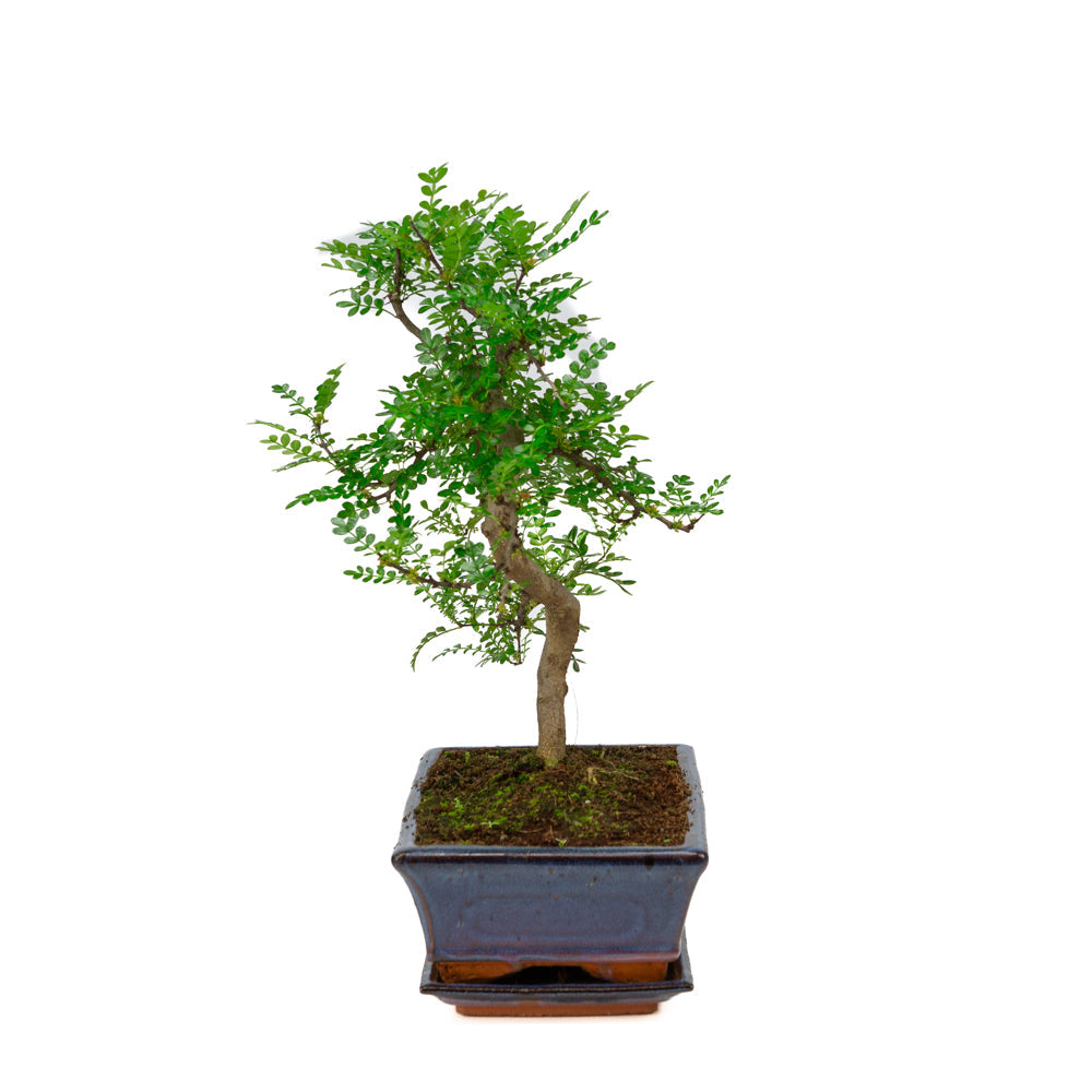 Zanthoxylum piperitium Bonsai in blue pot 25cm, height ~48cm