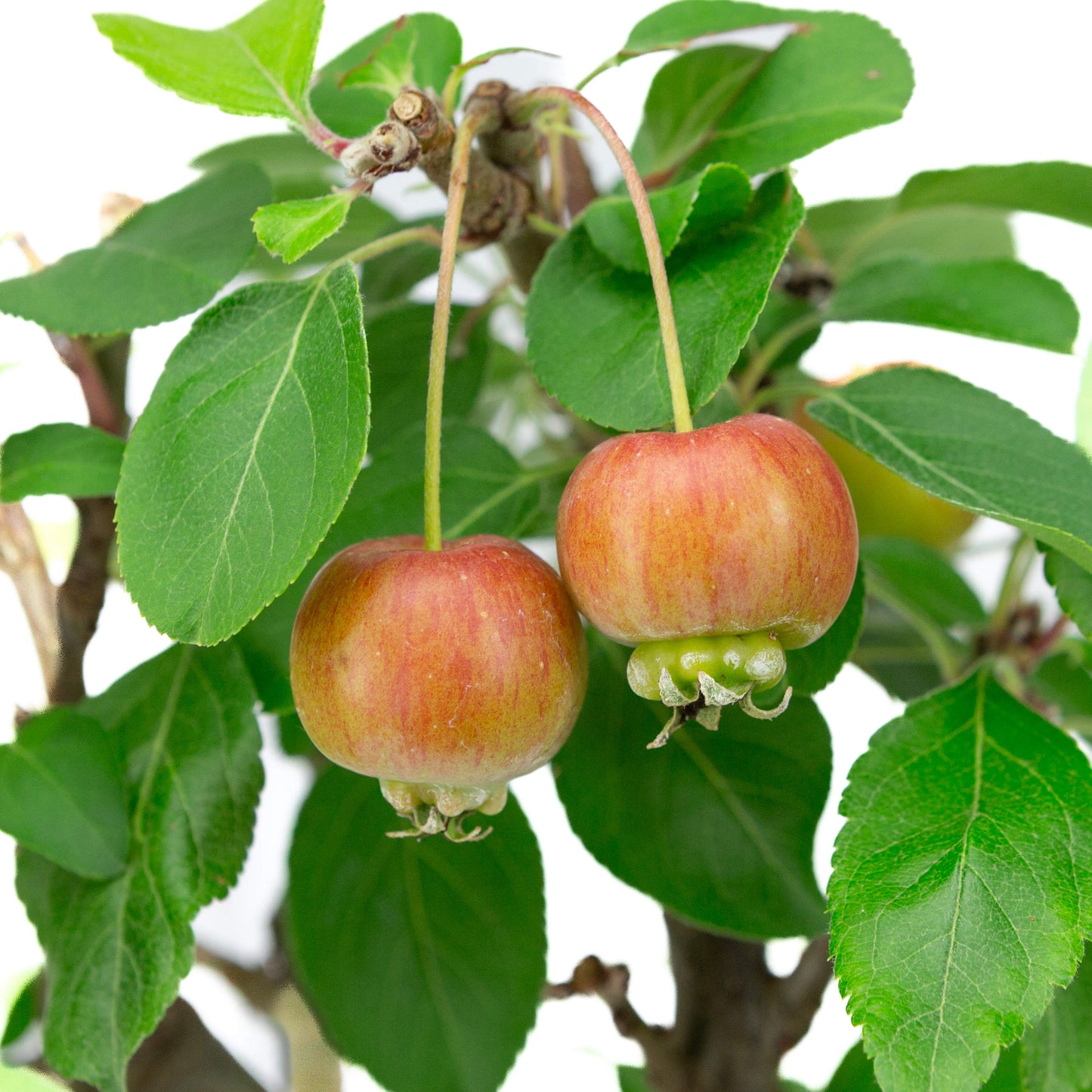 Malus domestica blue rectangular pot 16cm, height ~40cm