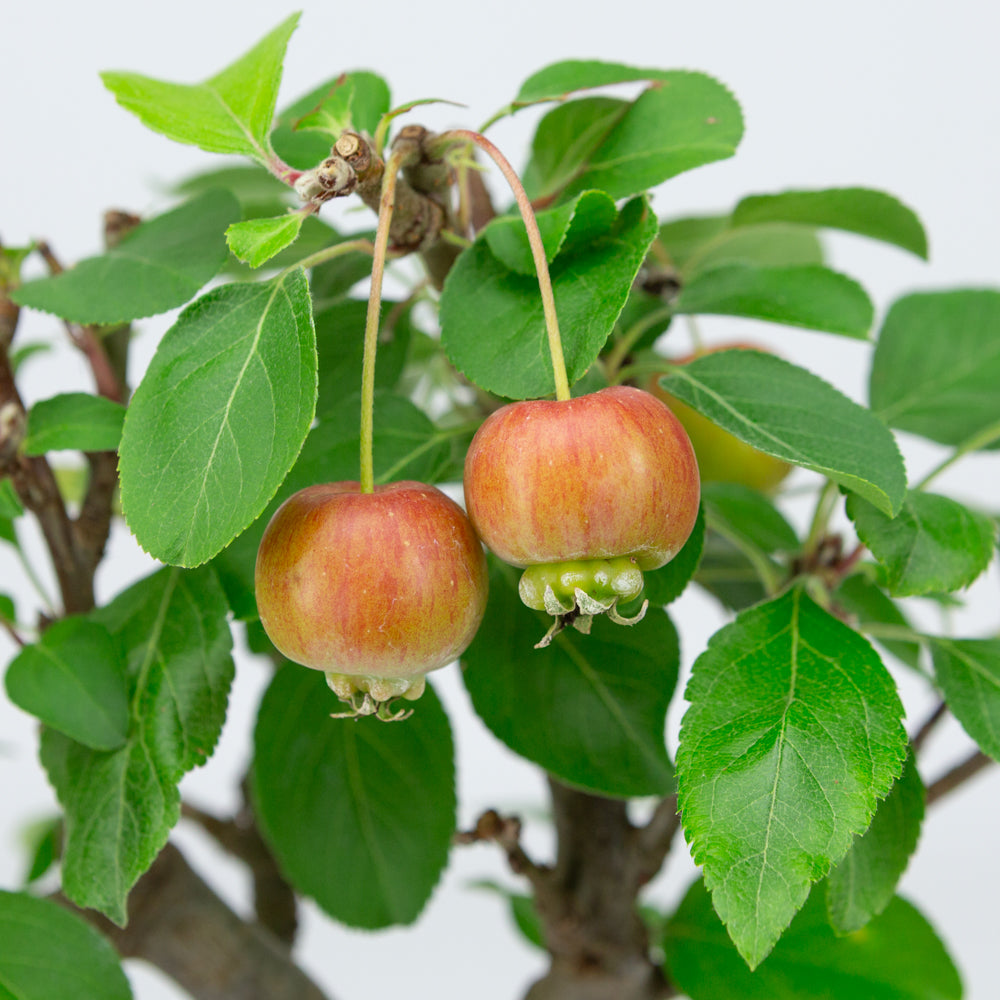 Malus halliana cream rectangular pot 16cm, height ~34cm