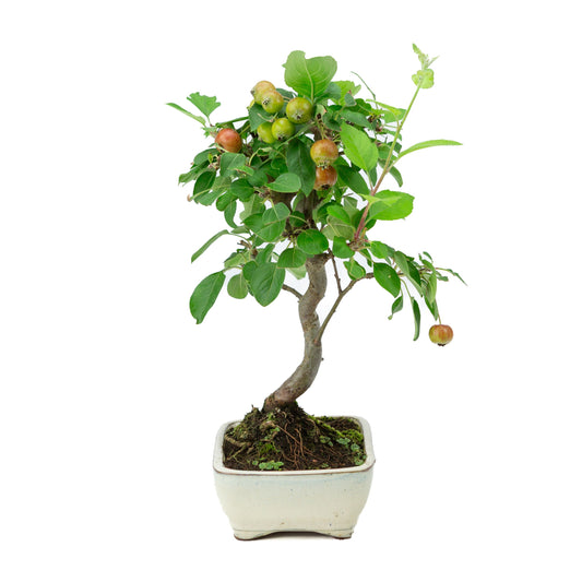 Malus halliana cream rectangular pot 16cm, height ~34cm