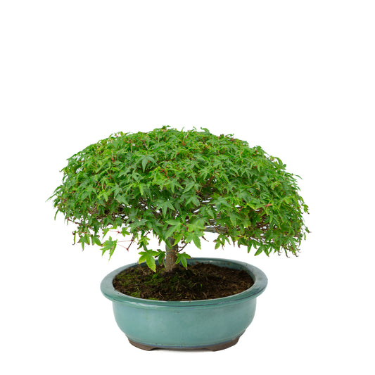 Acer palmatum 'Kiyohime' green oval pot 23cm, height ~25cm