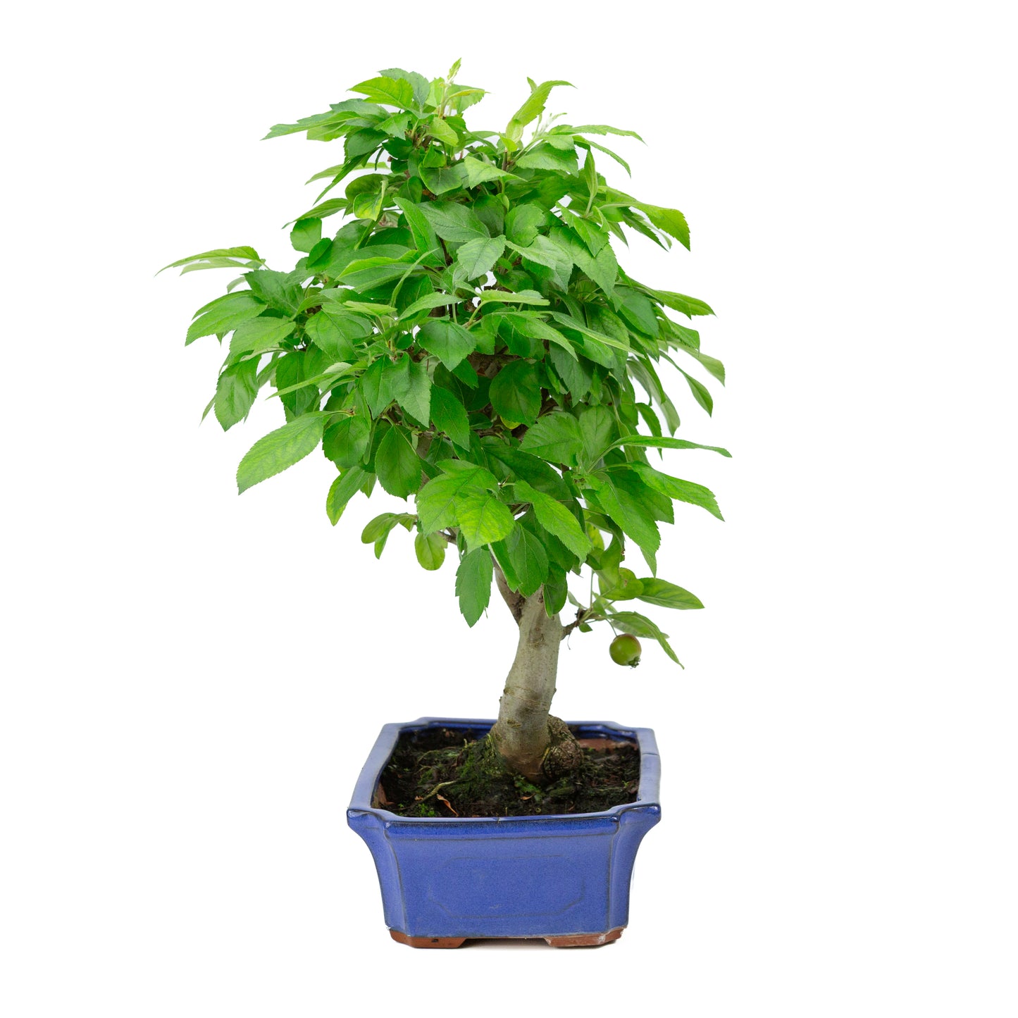Malus halliana blue rectangular pot 24cm, height ~45cm